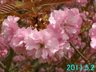 5月2日の桜開花状況です。