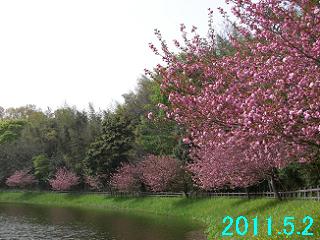 5月2日の桜開花状況です。