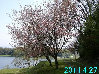4月27日の桜開花状況です。