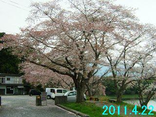 4月22日の桜開花状況です。