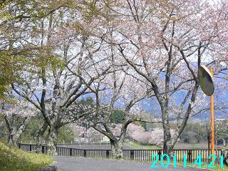 4月21日の桜開花状況です。