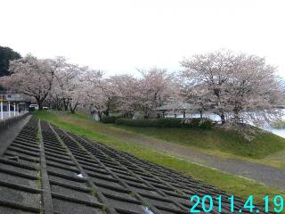4月19日の桜の開花状況です。
