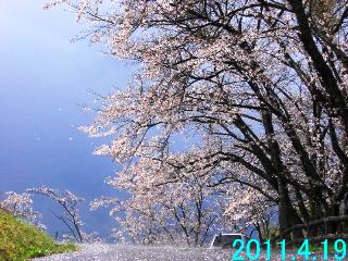 4月19日の桜の開花状況です。