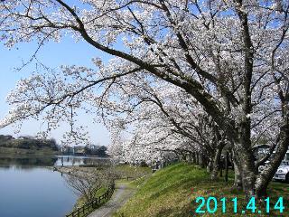 4月14日の桜開花状況です。