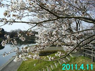 日野川ダムの4月11日の開花状況です。
