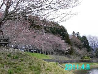 日野川ダムの4月8日の開花状況です。