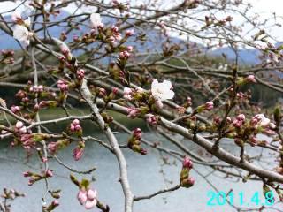 日野川ダムの4月8日の開花状況です。