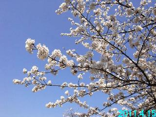 4月15日の桜開花状況です。