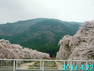 4月22日の青土ダム上流にあるうぐい川の桜開花状況です。