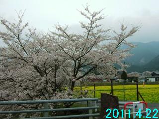 4月22日の青土ダム上流にある野洲川の桜開花状況です。