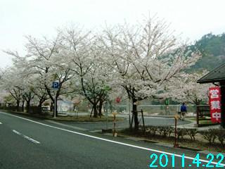 4月22日の桜開花状況です。