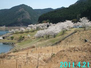 4月21日の桜開花状況です。