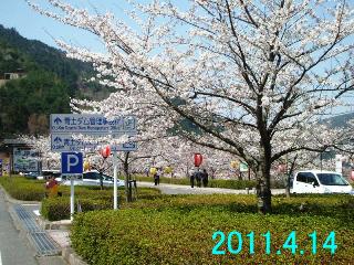 4月14日の桜開花状況です。