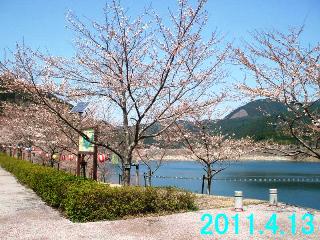 4月13日の桜の開花状況です。