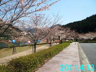 4月13日の桜の開花状況です。