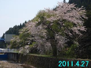 4月27日堂木水位観測局付近の桜です。