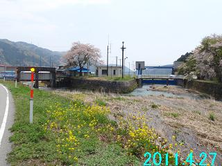 4月27日堂木水位観測局付近の桜です。
