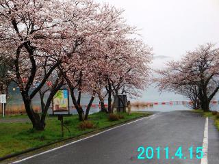 4月15日の桜の開花状況です。