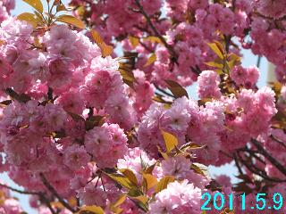 5月9日の桜開花状況です。