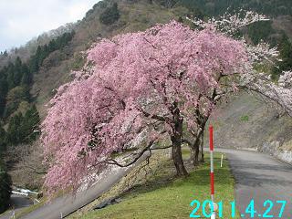4月27日の桜開花状況です。