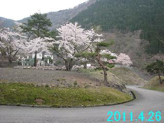 4月26日の桜開花状況です。