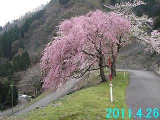 4月26日の桜開花状況です。