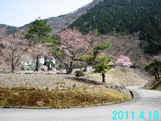 4月18日の桜の開花状況です。