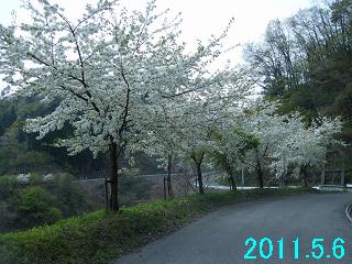 5月6日の桜の開花状況です。