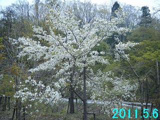 5月6日の桜の開花状況です。