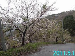 5月1日の桜の開花状況です。
