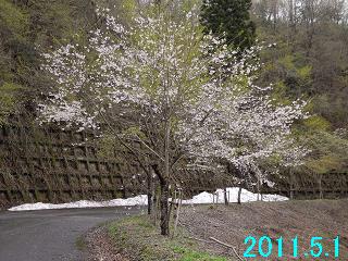 5月1日の桜の開花状況です。