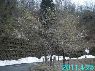 4月25日の桜の開花状況です。