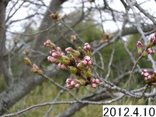 4月10日の桜のつぼみです
