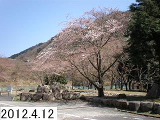 4月12日の桜です