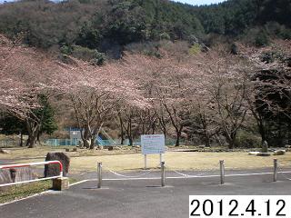 4月12日の桜です