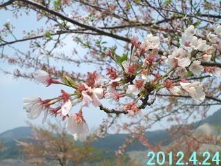 4月24日の桜です