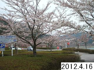 4月16日の桜です