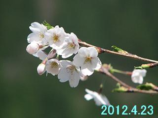 4月23日の桜です