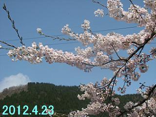 4月23日の桜です