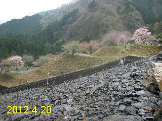 石田川ダムの4月20日の桜です