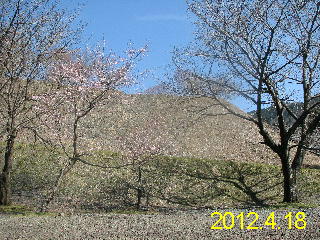 石田川ダムの4月18日の状況です。少し咲き出しました。