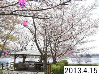 4月15日の桜の状況です。