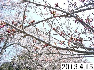 4月15日の八重桜です。開花まじかです。