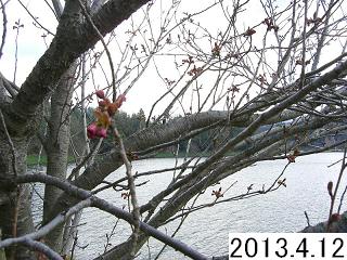 4月12日の八重桜です。