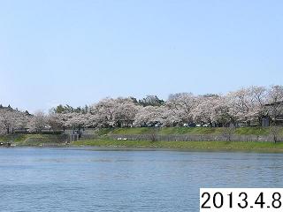 4月8日の桜です。