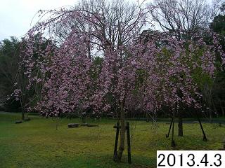 4月3日の桜です。