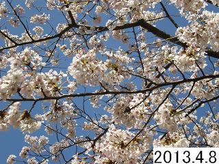 4月8日の桜です