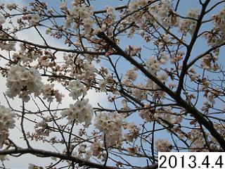 4月4日の桜。