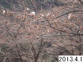 4月1日のダム下流公園の桜の状況です