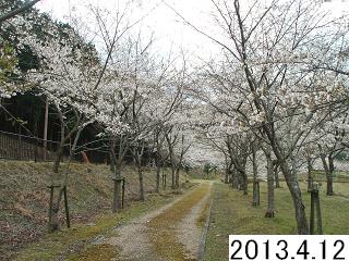 4月12日の桜です。